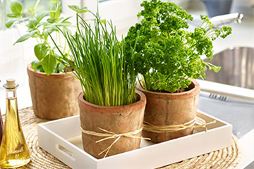 Kräuter von der Fensterbank