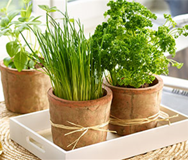 Kräuter von der Fensterbank