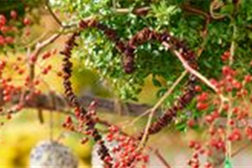 Leckerbissen für Vögel