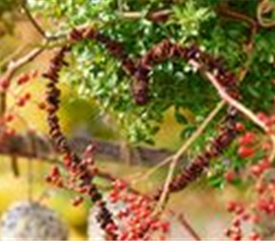 Leckerbissen für Vögel