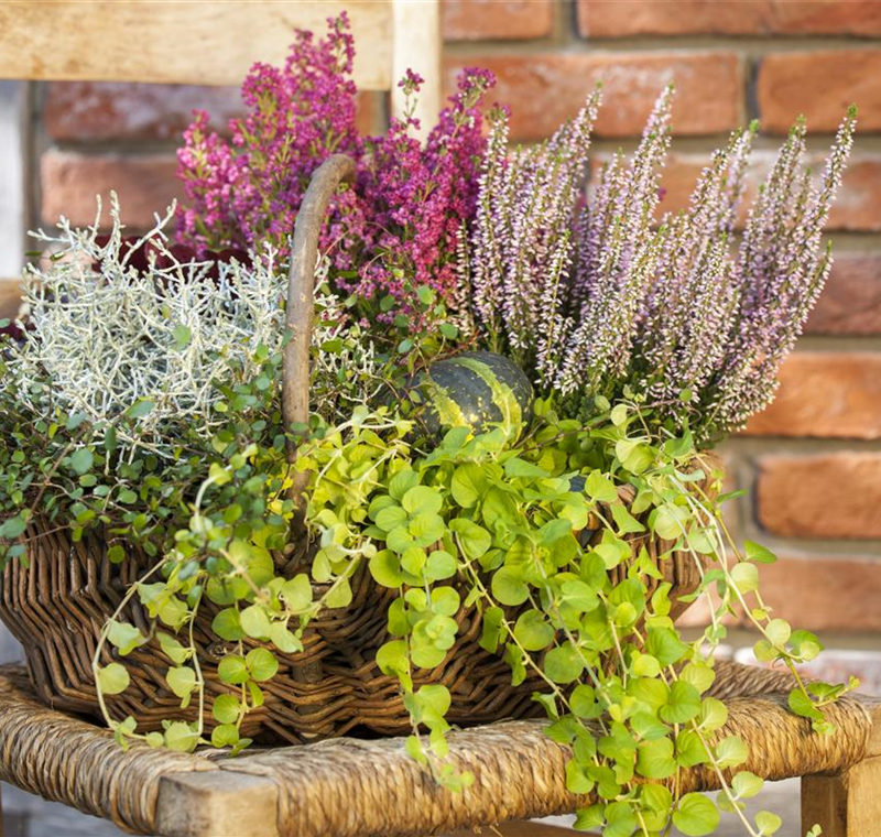 Beet- und Balkonpflanzen