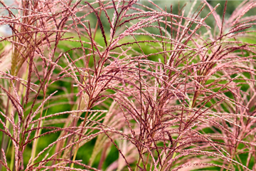 Zauberhafte Ziergräser