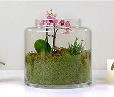Orchideen-Terrarium