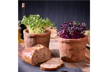 Erste Gemüse-Aussaat