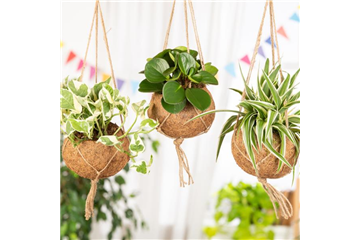 Moderne Frühjahres-Dekoration – Kokedama der Trend aus Japan