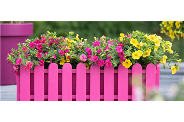 Balkonkästen bepflanzen 