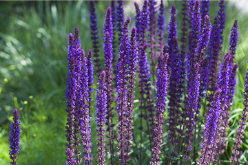 Insektenfreundlicher Ziergarten 