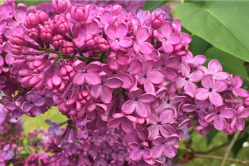Solitärgehölze für Balkon und Terrasse