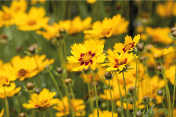 Pflegeleichte Sommerstauden