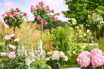 Rosen und Stauden