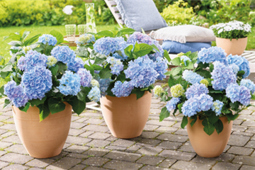 Geballte Blütenpracht