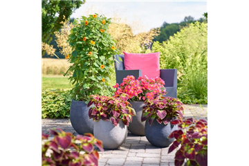 Sommerschönheiten für Balkon und Garten