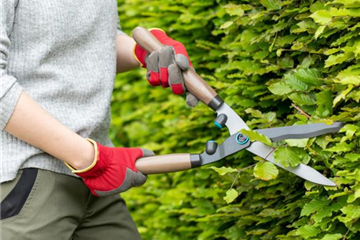 Heckenschnitt: Perfekt in Form