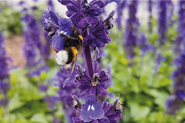 Insektenfreundliche Stauden und Pflanzen