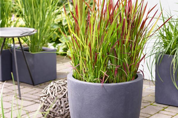 Gräser und Gehölze