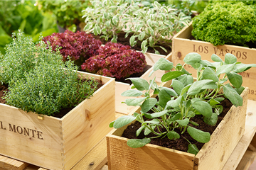 Sommerzeit ist Kräuterzeit