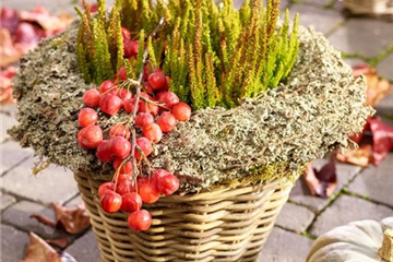 Gräser, Kürbisse & Co.